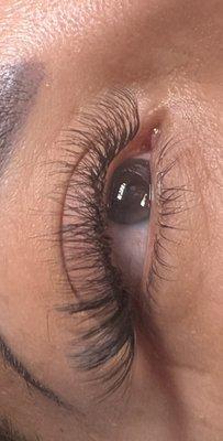 Lashes hybrid