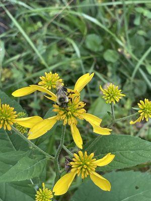 Some of the last flowers and bees of the year! Took this a few days ago at a Clearcreek Nature Park.