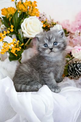 Blue Smock Tabby Kitten