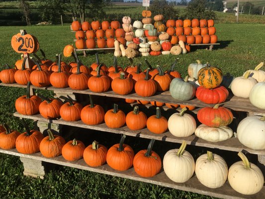 Selecting the perfect pumpkin is made easy by the open display area, grouped by size and price.