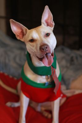 Christmas Card pictures with the puppers =)