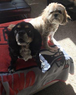 Delilah and Annabelle are proud UNLV Rebels fans!