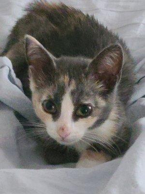 She is a colorful kitten we adopted last week from Charleston animal shelter, a no kill shelter