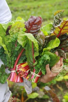 Freshly-harvested Kale