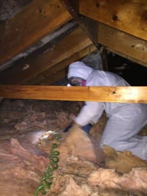 Mold in the attic we can clean that sadly without spores moving into the living space.