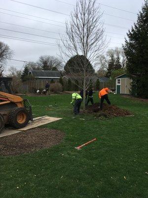 Tree planting