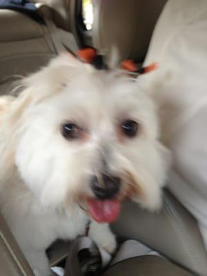 Our Havanese after leaving a different groomer who Obviously has no talent or skill.   THIS WAS NOT Vickie's Pampered Pet