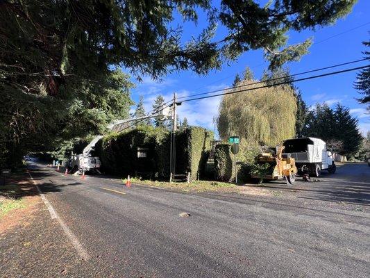 Man bucket truck work from hedge trimming to removals. We've got you covered!