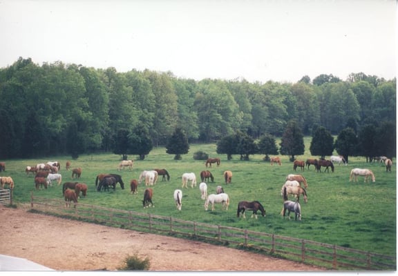 110 arces of open, natural pasture along with 30 acres of woodland shelter and the barn facilities.