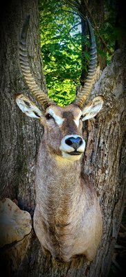 Waterbuck