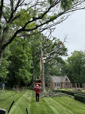 We are removing one of two dead oak trees, employing our bucket truck to safely access the higher branches for secure and efficient removal.