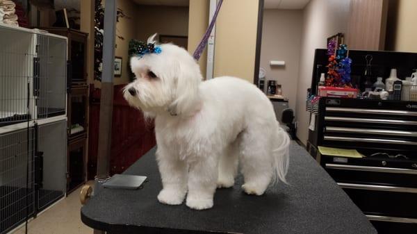 This is "Buddy" a Maltese in a scissored haircut with a Teddy Bear head.