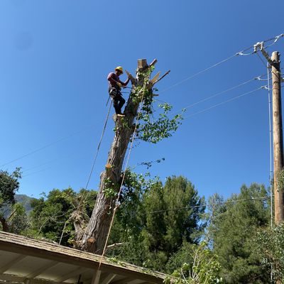 Need a tree cut? We got you