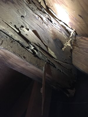 Hidden Dry wood damages