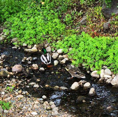 Two ducks in creek near picnic grounds.