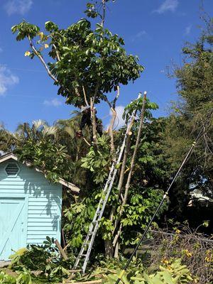 Tree removal