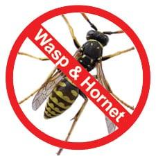 Wasp & Hornet Control