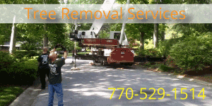 Tree removal service in Marietta GA