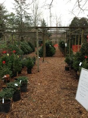 Big Woods Garden Center & Nursery