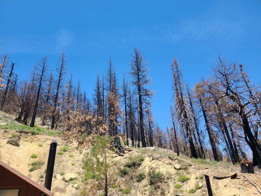 Walking towards the trail in the back. You can see the fire damage.