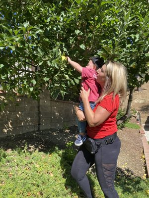 Apple Picking