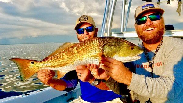 Big Redfish caught in shallow water with Capt. Neill of GoFishTampaBay.com