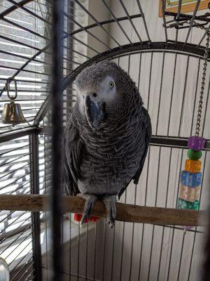 The vet's parrot that she frequently brings to work