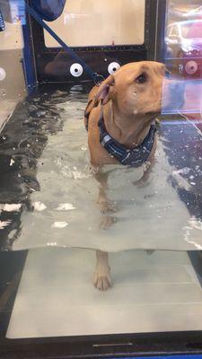 A very worried pupper using the underwater treadmill