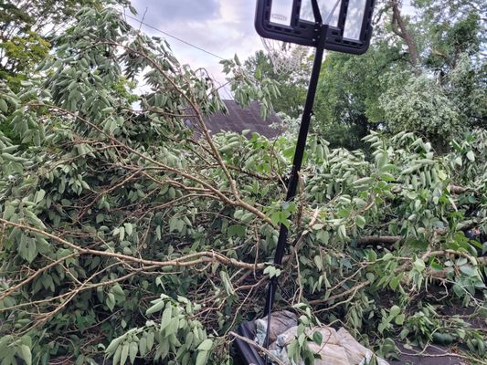 Storm demolishes 4 trees