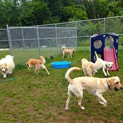 Dogs enjoy socializing in our grassy and open outside play areas.