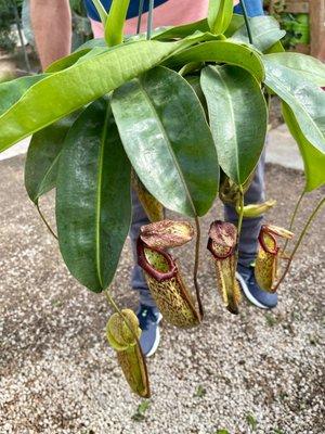 Pitcher plant...a carnivorous plant