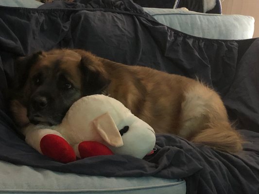 Rocky and his Lamby