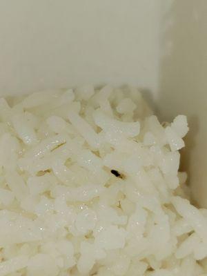 BABY FLY IN RICE!