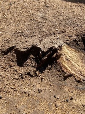 B&G Stump Grinding