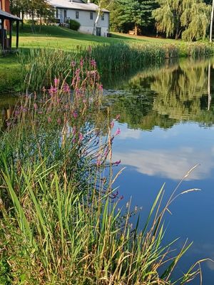 Pond views