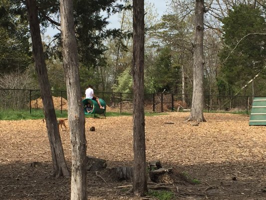 My kids liked the obstacle course more than our pup