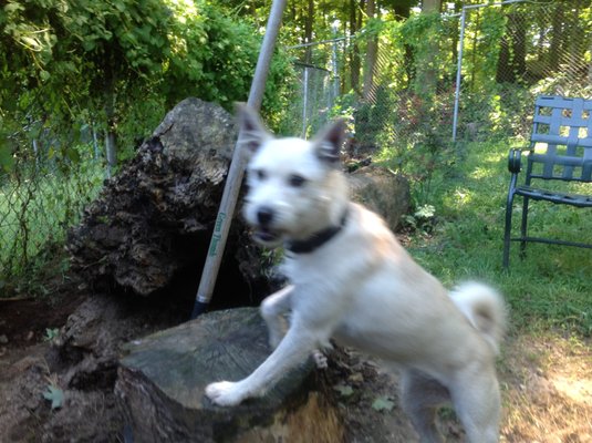 little Terrier mix Bambi enjoying one of the yards at Northwind Kennels!