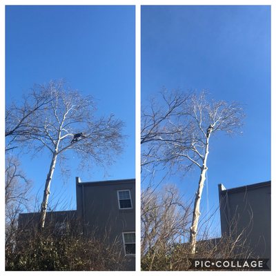 Large Sycamore leaning over a building in Arlington, VA.