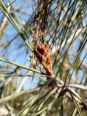 10.30.22 beginning of a pinecone