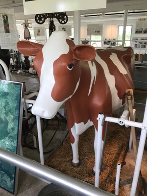 Just one of the life size cows the Mooseum has on display.