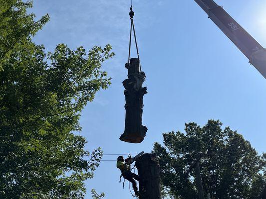 When a tree is too difficult to remove conventionally, we use a crane to lift the tree over obstacles.