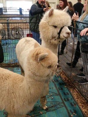 Alpacas!