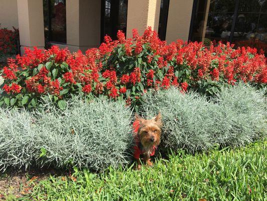 Barkley loves to match the blooms!