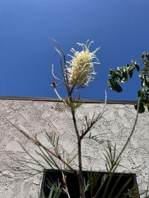 Grevillea Moonlight