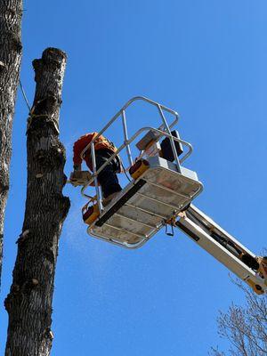 AJ Tree Service & Outdoor Design