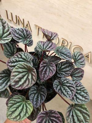 Peperomia Luna!