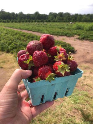 Picking strawberries