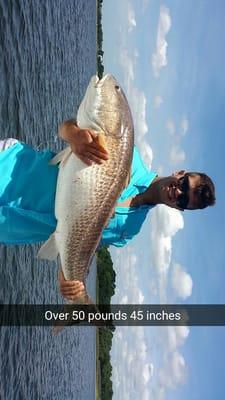 Big red fish caught inshore at 45inches and a little over 50 pounds