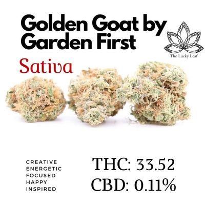 Golden Goat by Garden First