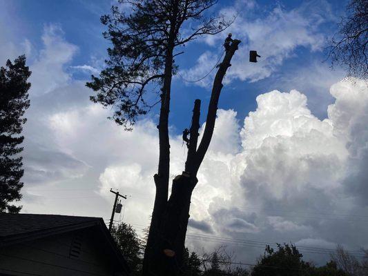 2-120ft pine trees remove